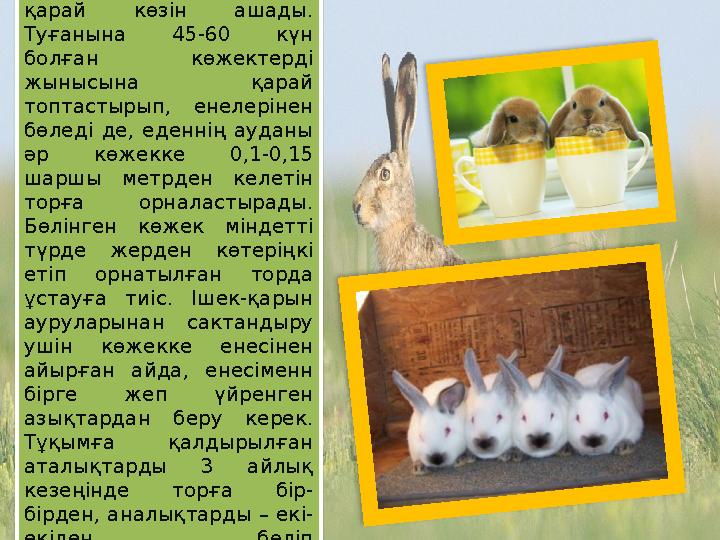 Көжектер 11- күнге қарай көзін ашады. Туғанына 45-60 күн болған көжектерді жынысына қарай топтастырып, енелерінен бөлед Көжектер 11- күнге қарай көзін ашады. Туғанына 45-60 күн болған көжектерді жынысына қарай топтастырып, енелерінен бөлед