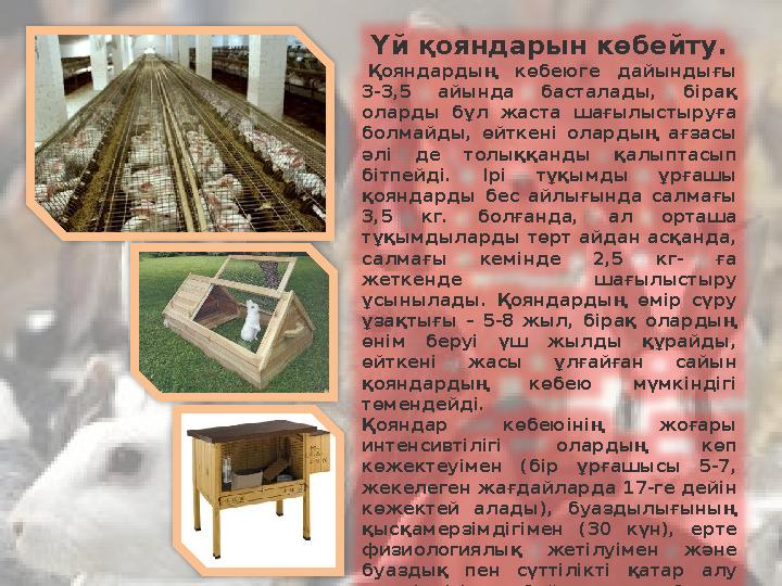 Үй қояндарын көбейту. Қояндардың көбеюге дайындығы 3-3,5 айында басталады, бірақ оларды бұл жаста шағылыстыруға болмайды, ө Үй қояндарын көбейту. Қояндардың көбеюге дайындығы 3-3,5 айында басталады, бірақ оларды бұл жаста шағылыстыруға болмайды, ө