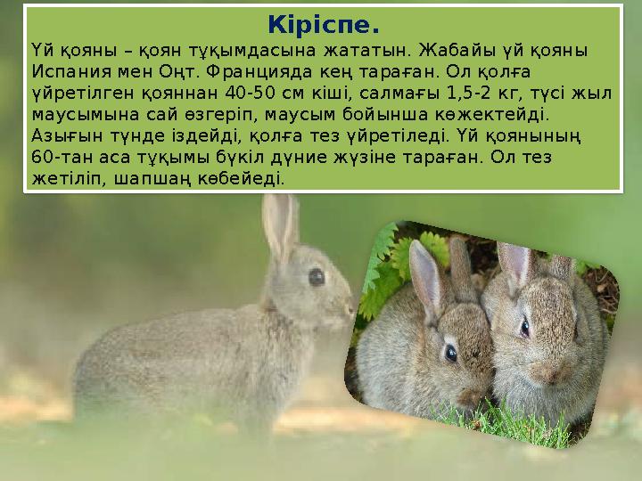 Кіріспе. Үй қояны – қоян тұқымдасына жататын. Жабайы үй қояны Испания мен Оңт. Францияда кең тараған. Ол қолға үйретілген қ Кіріспе. Үй қояны – қоян тұқымдасына жататын. Жабайы үй қояны Испания мен Оңт. Францияда кең тараған. Ол қолға үйретілген қ