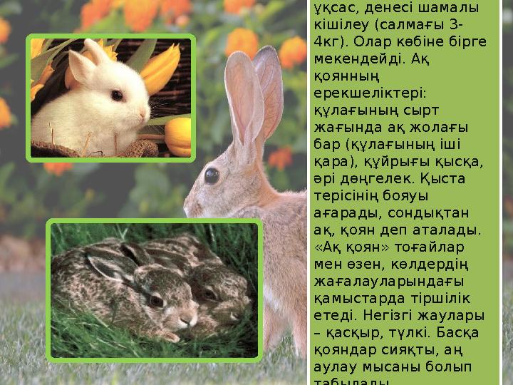 Ақ қоян – орқоянға өте ұқсас, денесі шамалы кішілеу (салмағы 3- 4кг). Олар көбіне бірге мекендейді. Ақ қоянның ерекшелікт Ақ қоян – орқоянға өте ұқсас, денесі шамалы кішілеу (салмағы 3- 4кг). Олар көбіне бірге мекендейді. Ақ қоянның ерекшелікт