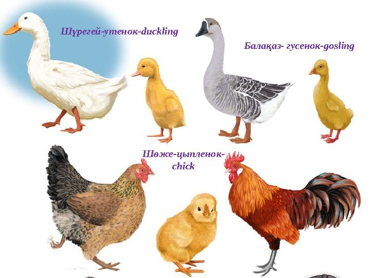 Шүрегей-утенок- duckling Балақаз- гусенок- gosling Шөже-цыпленок- chick