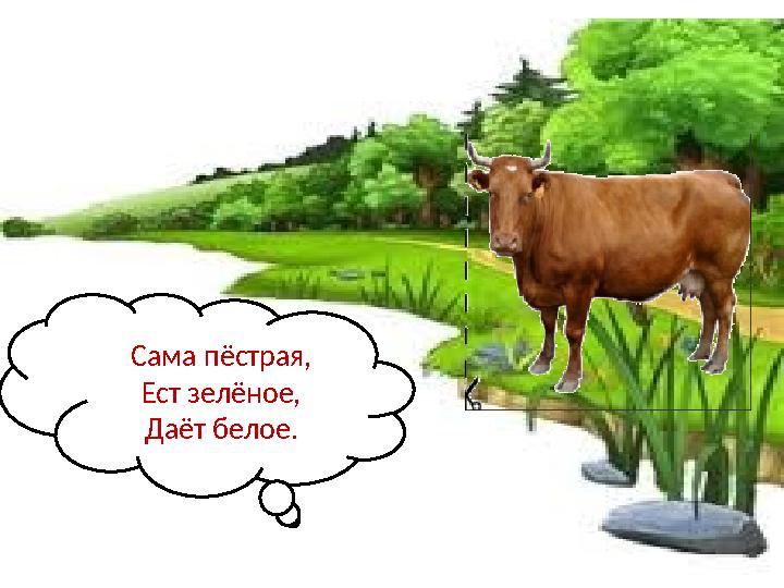 Сама пёстрая, Ест зелёное, Даёт белое.