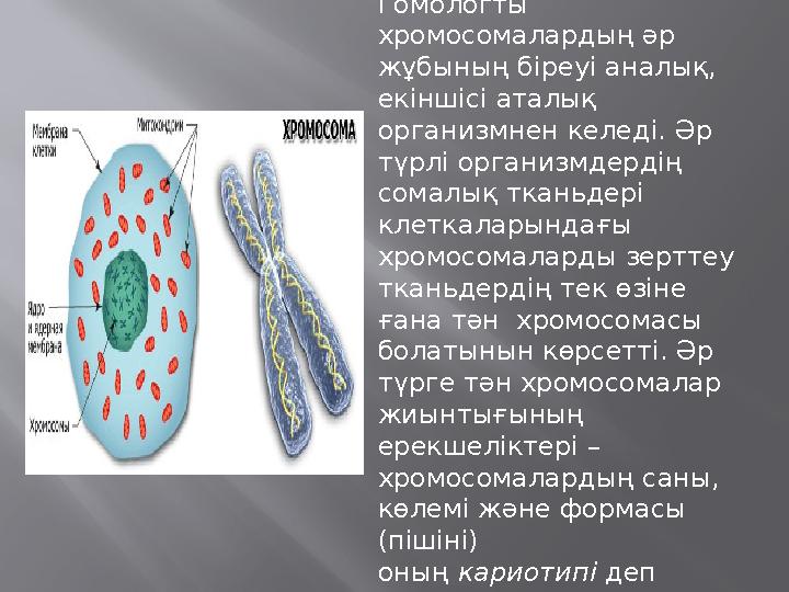 Гомологты хромосомалардың әр жұбының біреуі аналық, екіншісі аталық организмнен келеді. Әр түрлі организмдердің сомалық тк