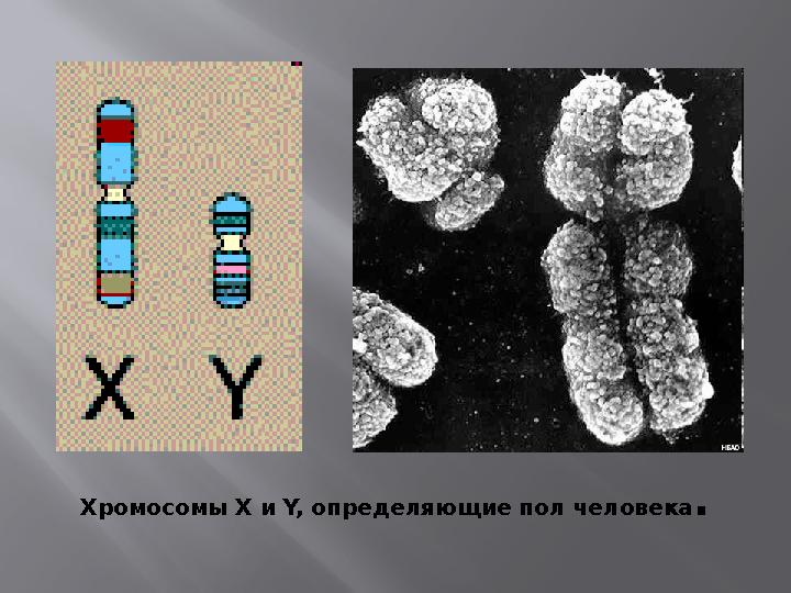 Хромосомы X и Y, определяющие пол человека .