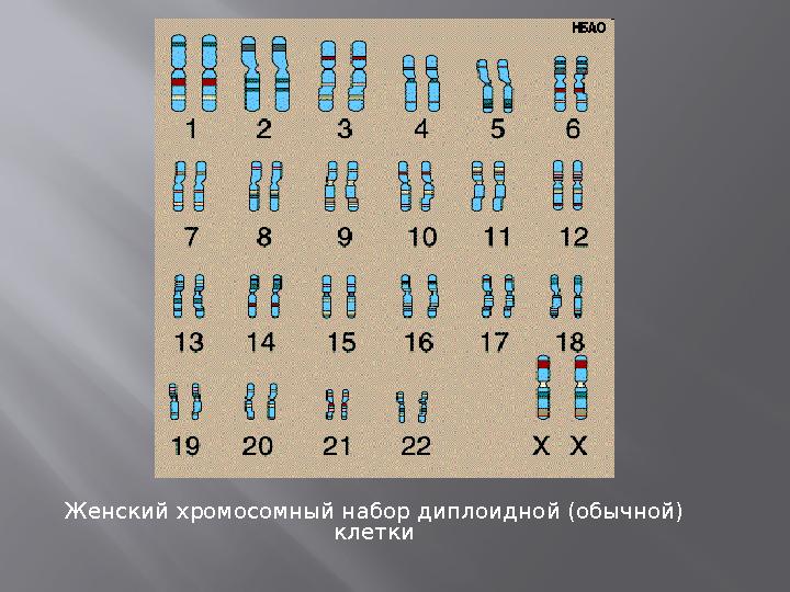 Женский хромосомный набор диплоидной (обычной) клетки