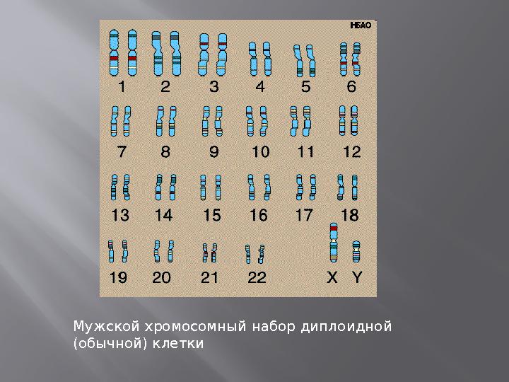 Мужской хромосомный набор диплоидной (обычной) клетки