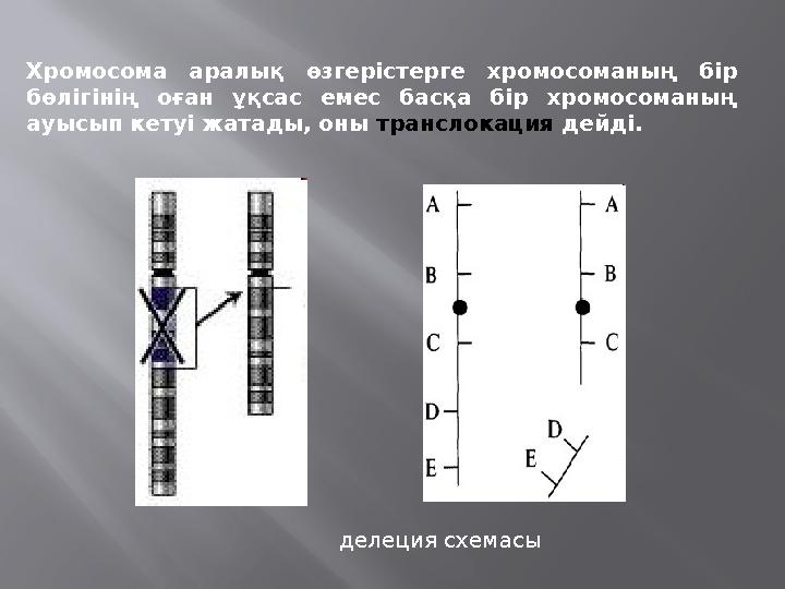 Хромосома аралық өзгерістерге хромосоманың бір бөлігінің оған ұқсас емес басқа бір хромосоманың ауысып кетуі жатады, оны транс