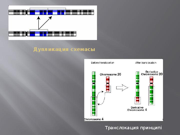 Дупликация схемасы Транслокация принципі