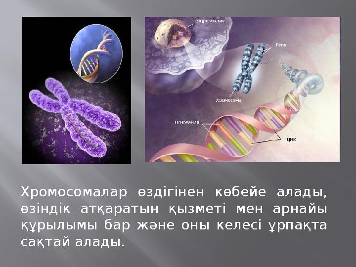 Хромосомалар өздігінен көбейе алады, өзіндік атқаратын қызметі мен арнайы құрылымы бар және оны келесі ұрпақта сақтай алады.