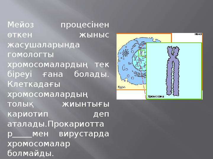 Мейоз процесінен өткен жыныс жасушаларында гомологты хромосомалардың тек біреуі ғана болады. Клеткадағы хромосомалардың