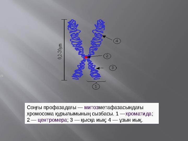 Соңғы профазадағы — митозметафазасындағы хромосома құрылымының сызбасы. 1 —хроматида; 2 — центромера; 3 — қысқа иық; 4 — ұзын