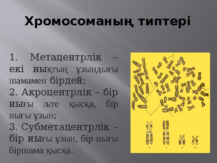 Хромосоманың типтері 1. Метацентрлік – екі иықтың ұзындығы шамамен бірдей; 2. Акроцентрлік – бір иығы љте қысқа, бір иығы ұз