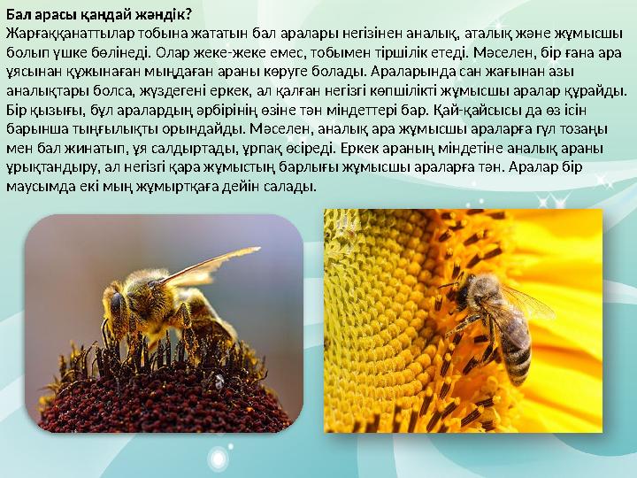 Бал арасы қандай жәндік? Жарғаққанаттылар тобына жататын бал аралары негізінен аналық, аталық және жұмысшы болып үшке бөлінеді.