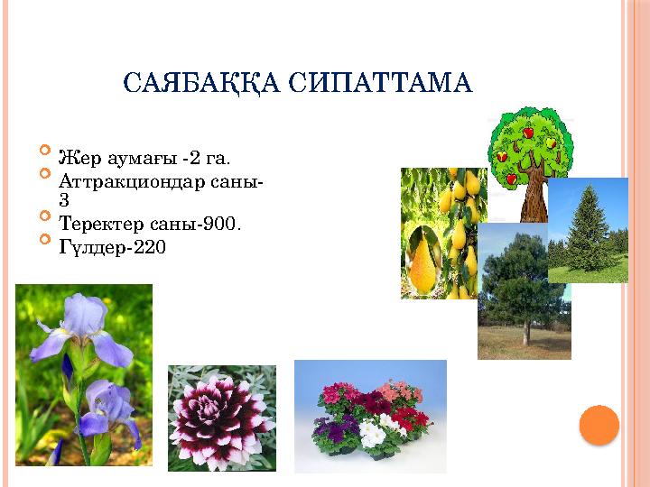 САЯБАҚҚА СИПАТТАМА  Жер аумағы -2 га.  Аттракциондар саны- 3  Теректер саны-900.  Гүлдер-220