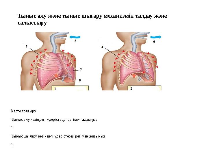 Тыныс алу және тыныс шығару механизмін талдау және салыстыру Кесте толтыру Тыныс алу кезіндегі үдерістерді ретімен жазыңыз 1 Т