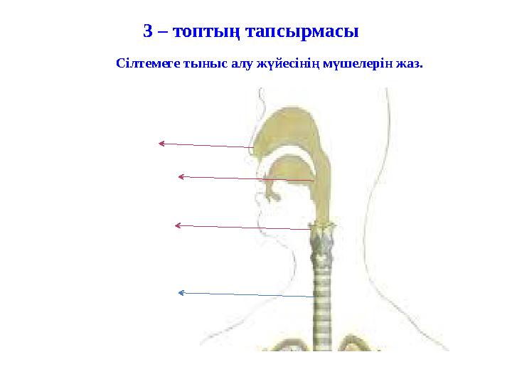 3 – топтың тапсырмасы Сілтемеге тыныс алу жүйесінің мүшелерін жаз.