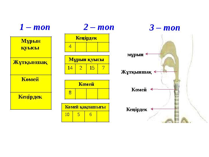 1 – топ 2 – топ 3 – топ Мұрын қуысы Жұтқыншақ Көмей Кеңірдек Кеңірдек 4 Мұрын қуысы 14 2 15 7 Көмей 8 Көмей қақпашығы