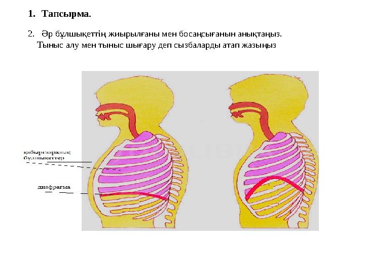 1. Тапсырма . 2. Әр бұлшықеттің жиырылғаны мен босаңсығанын анықтаңыз. Тыныс алу мен тыныс шығару деп сызбаларды атап жазы
