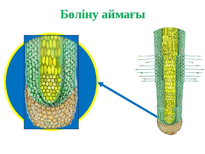 Бөліну аймағы