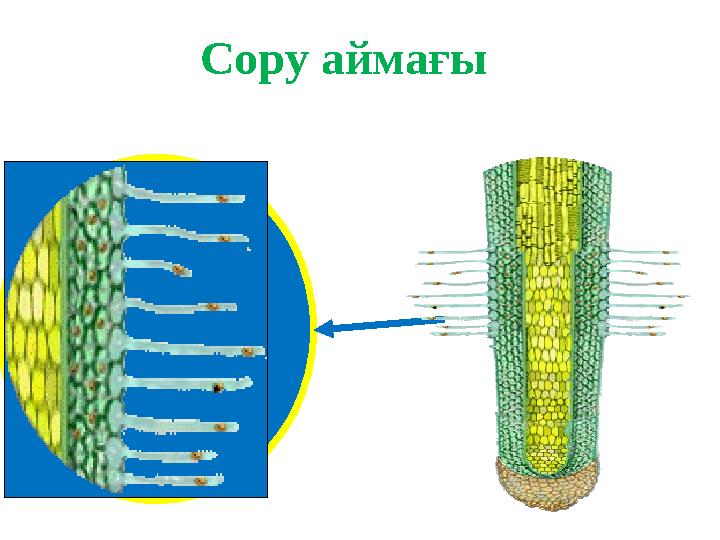 Сору аймағы