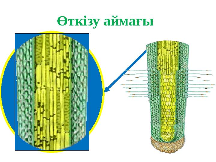 Өткізу аймағы