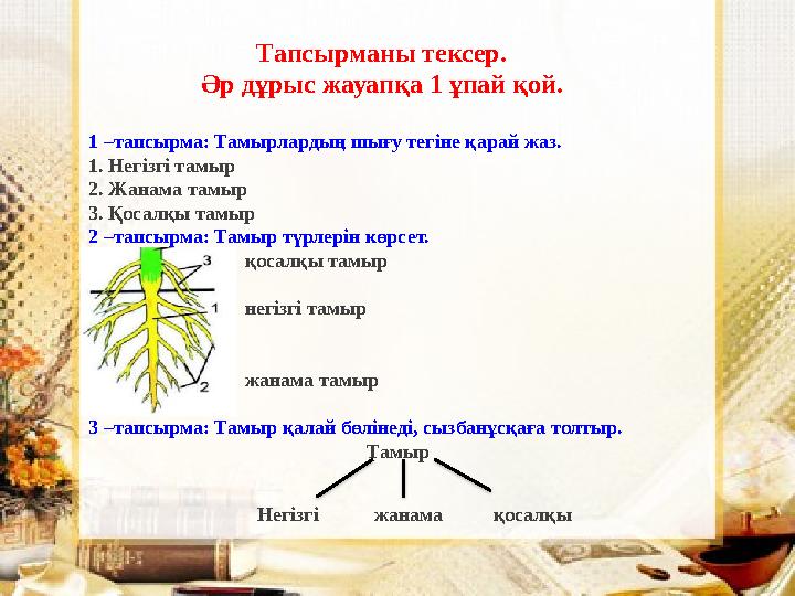 1 –тапсырма: Тамырлардың шығу тегіне қарай жаз. 1. Негізгі тамыр 2. Жанама тамыр 3. Қосалқы тамыр 2 –тапсырма : Тамыр түрлері