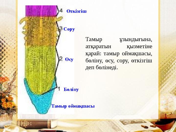 Тамыр ұзындығына, атқаратын қызметіне қарай : тамыр оймақшасы, бөліну, өсу, сору, өткізгіш деп бөлінеді. Тамыр оймақш