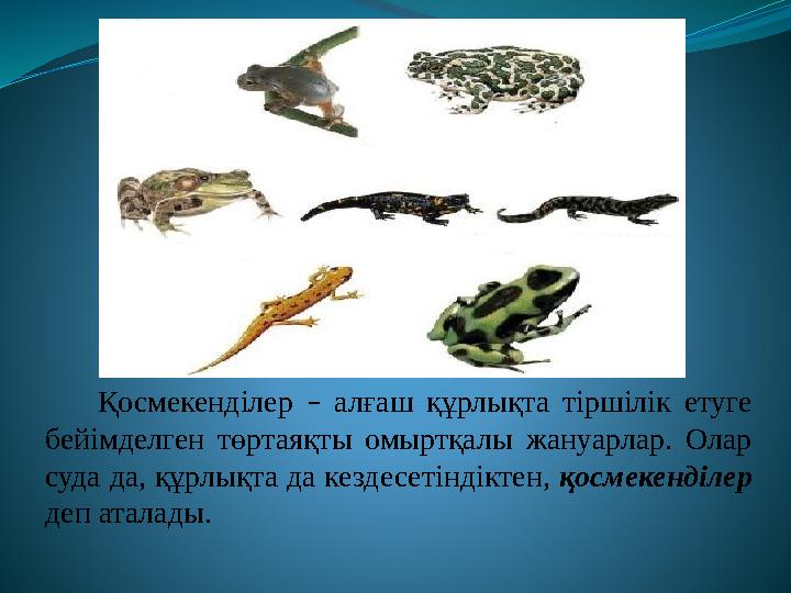 БДСМ құлдығы және семіз әйелдерді ұрып-соғу