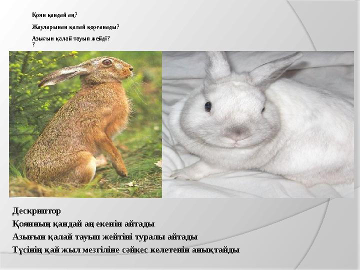 Қоян қандай аң? Жауларынан қалай қорғанады? Азығын қалай тауып жейді? ? Дескриптор Қоянның қандай аң екенін айтады Азығын қ