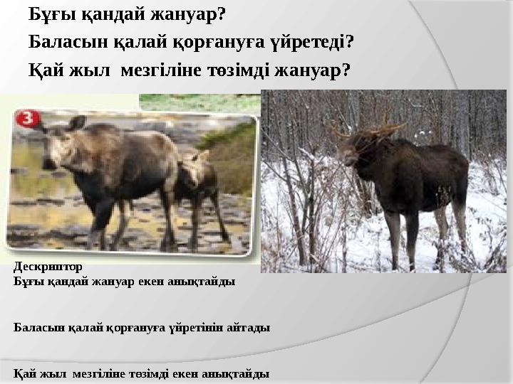 Бұғы қандай жануар? Баласын қалай қорғануға үйретеді? Қай жыл мезгіліне төзімді жануар? Дескриптор Бұғы қандай жануар ек