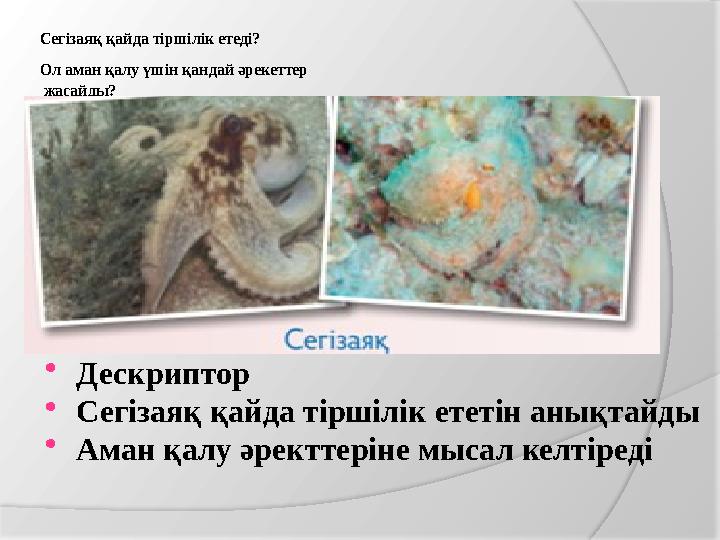 Сегізаяқ қайда тіршілік етеді? Ол аман қалу үшін қандай әрекеттер жасайды? Дескриптор Сегізаяқ қайда тіршілік ететін анық