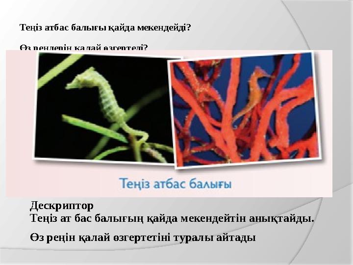 Теңіз атбас балығы қайда мекендейді? Өз реңдерін қалай өзгертеді? Дескриптор Теңіз ат бас балығың қайда мекендейтін анықтайд