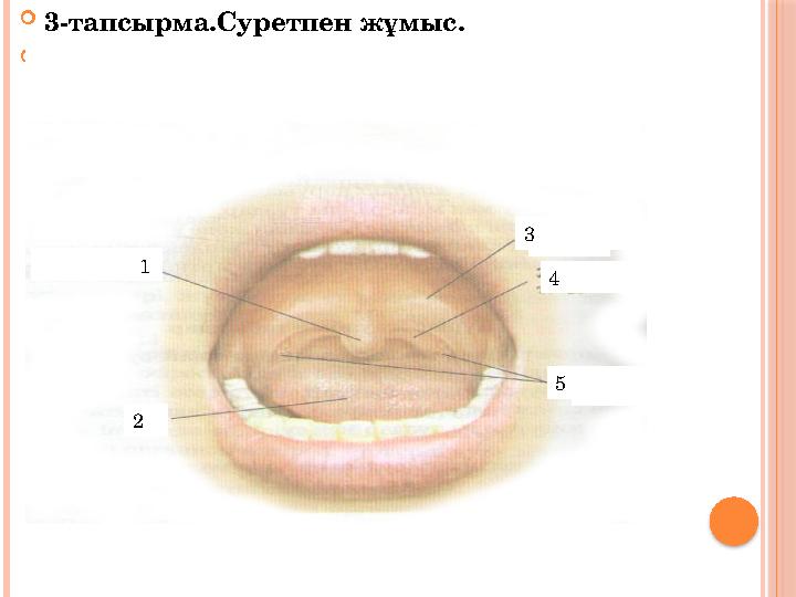 3-тапсырма.Суретпен жұмыс.  4 2 1 3 5