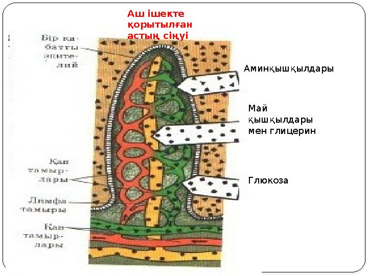 Аминқышқылдары Май қышқылдары мен глицерин Глюкоза Аш ішекте қорытылған астың сіңуі