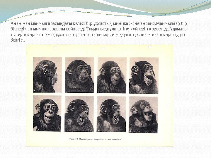 Адам мен маймыл арасындағы келесі бір ұқсастық мимика және эмоция.Маймылдар бір- бірлерімен мимика арқылы сөйлеседі.Таңданыс,күл