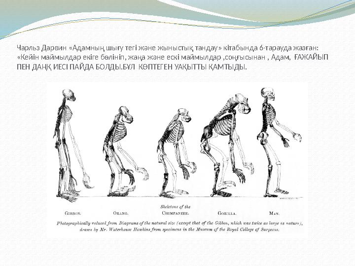 Чарльз Дарвин «Адамның шығу тегі және жыныстық тандау» кітабында 6-тарауда жазған: «Кейін маймылдар екіге бөлініп, жаңа және ес