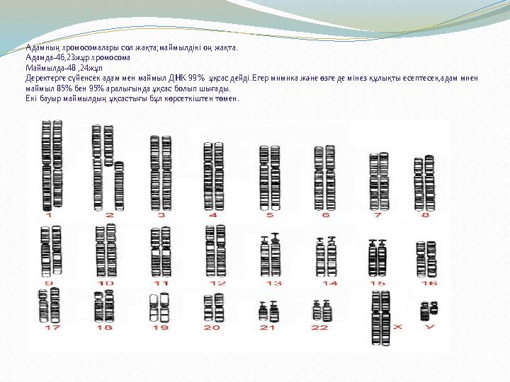 Адамның хромосомалары сол жақта;маймылдікі оң жақта. Адамда-46,23жұр хромосома Маймылда-48 ,24жұп Деректерге сүйенсек адам мен м
