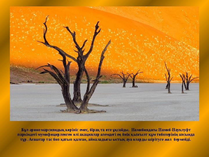 Бұл әрине марсияндық көрініс емес, бірақ та өте ұқсайды. Намибиядағы Намиб-Науклуфт паркіндегі мумифицирленген өлі акациялар ә