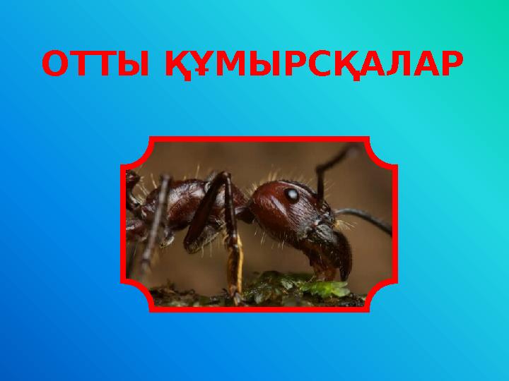 ОТТЫ ҚҰМЫРСҚАЛАР