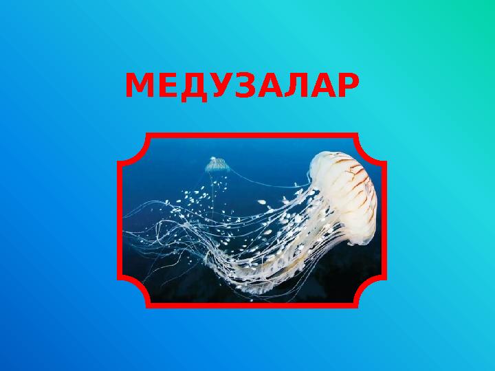 МЕДУЗАЛАР