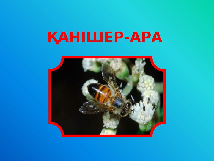 ҚАНІШЕР-АРА