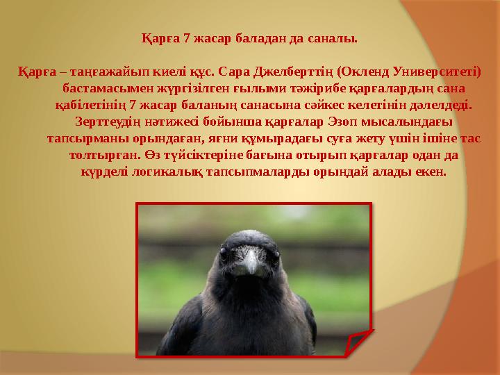 Қарға 7 жасар баладан да саналы. Қарға – таңғажайып киелі құс. Сара Джелберттің (Окленд Университеті) бастамасымен жүргізілген