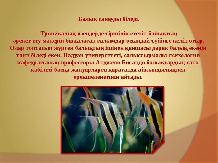 Балық санауды біледі. Тропикалық өзендерде тіршілік ететін балықтың әрекет ету мәнерін бақылаған ғалымдар осындай түйінге