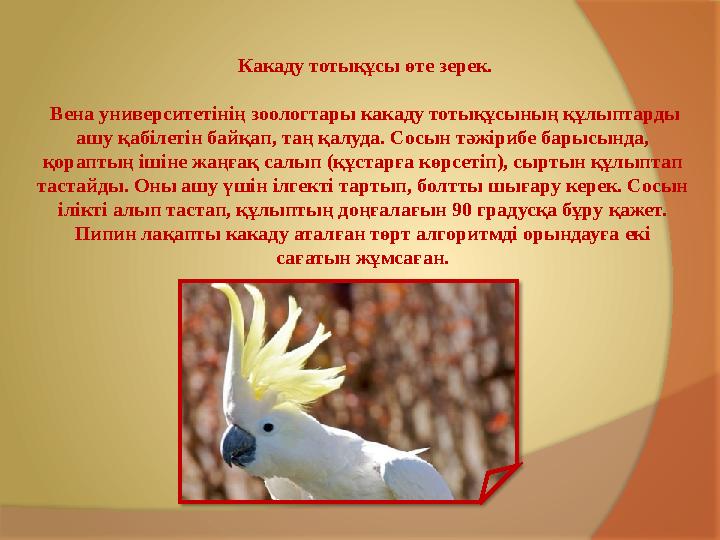 Какаду тотықұсы өте зерек. Вена университетінің зоологтары какаду тотықұсының құлыптарды ашу қабілетін байқап, таң қалуда.