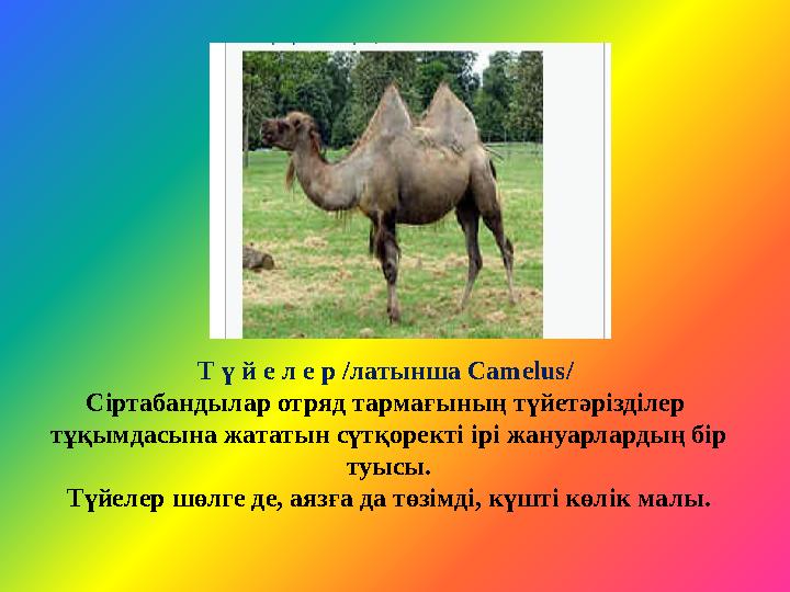 Т ү й е л е р /латынша Camelus/ Сіртабандылар отряд тармағының түйетәрізділер тұқымдасына жататын сүтқоректі ірі жануарлардың