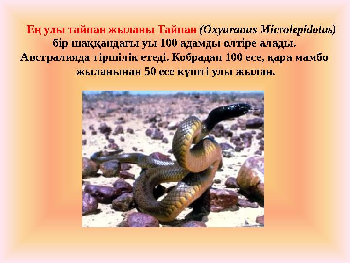 Ең улы тайпан жыланы Тайпан (Oxyuranus Microlepidotus) бір шаққандағы уы 100 адамды өлтіре алады. Австралияда тіршілік