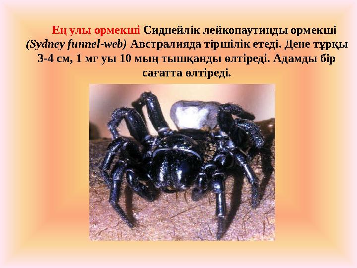 Ең улы өрмекші Сиднейлік лейкопаутинды өрмекші (Sydney funnel-web) Австралияда тіршілік етеді. Дене тұрқы 3-4 см, 1 м