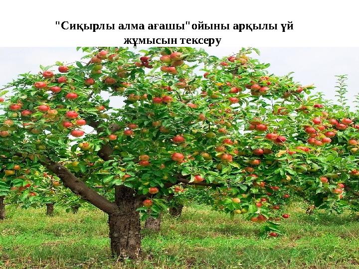 "Сиқырлы алма ағашы"ойыны арқылы үй жұмысын тексеру