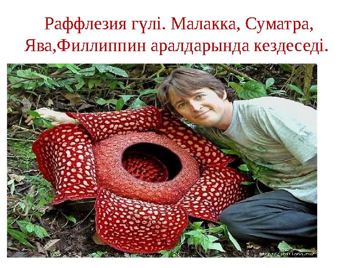 Раффлезия гүлі. Малакка, Суматра, Ява,Филлиппин аралдарында кездеседі.