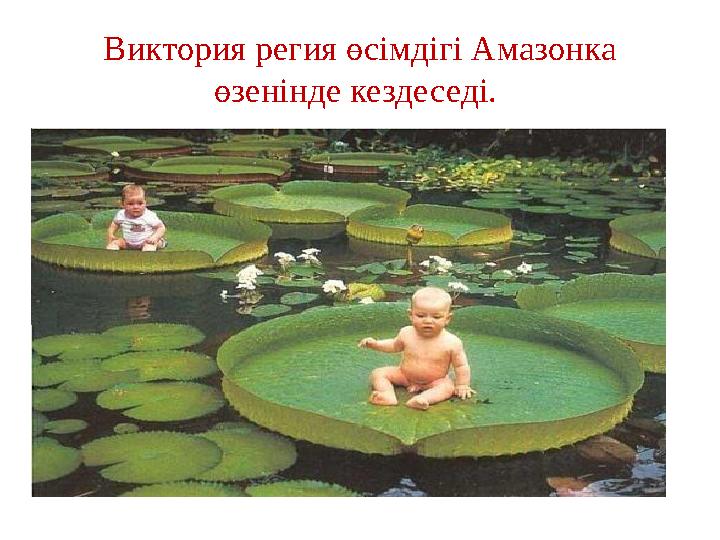 Виктория регия өсімдігі Амазонка өзенінде кездеседі.